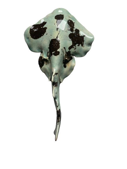 Squatina Camo