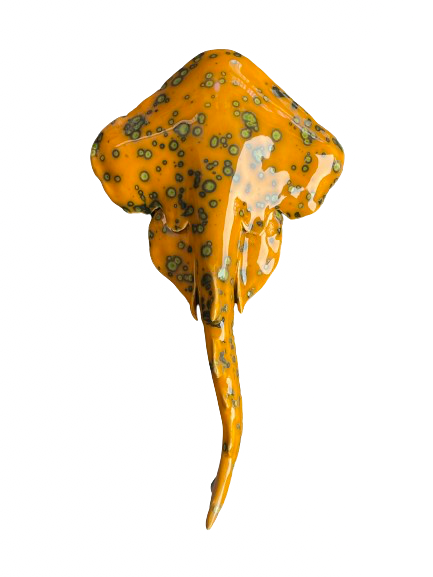 Squatina Papaya Glow