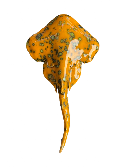Squatina Papaya Glow