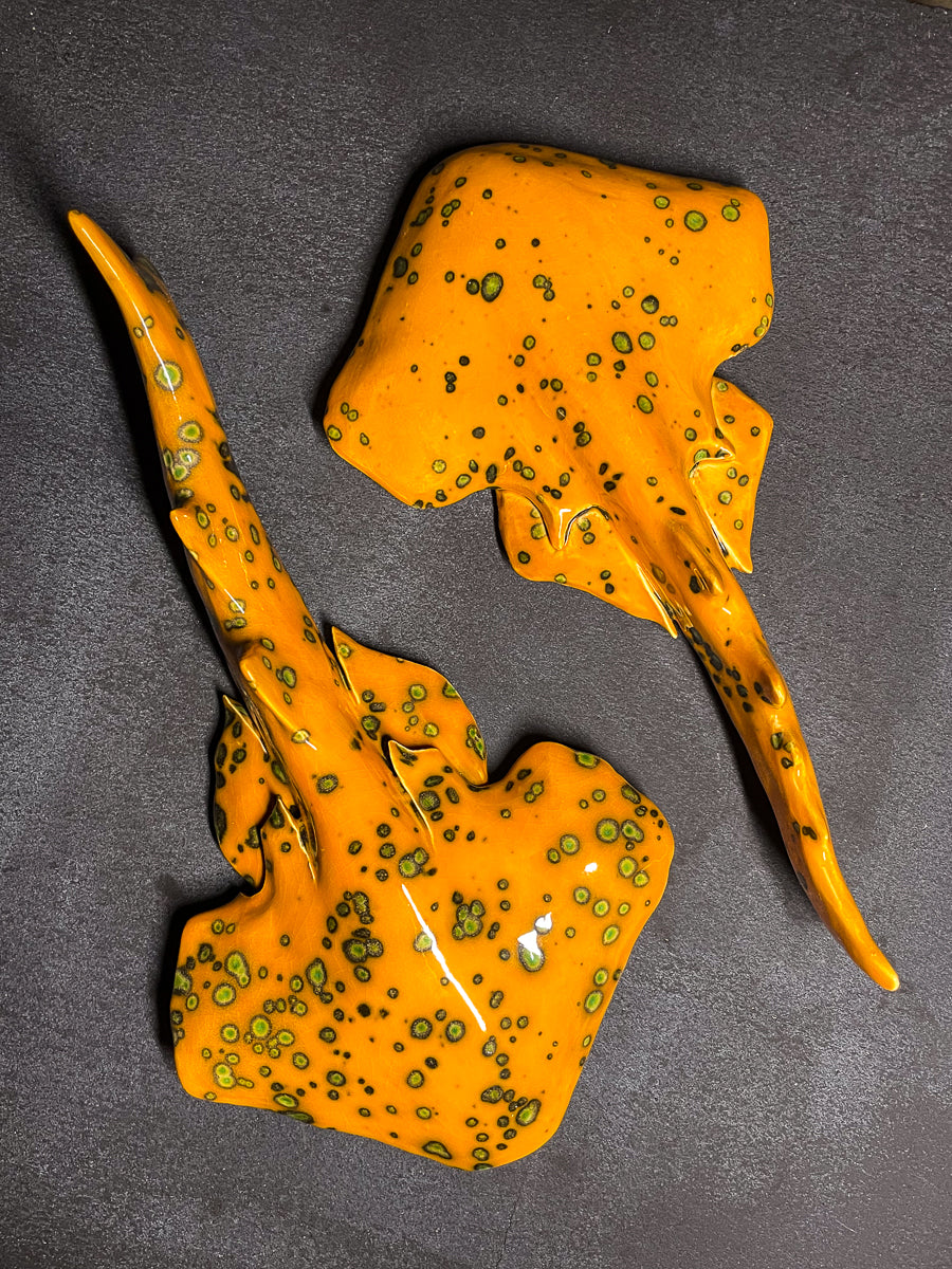 Squatina Papaya Glow