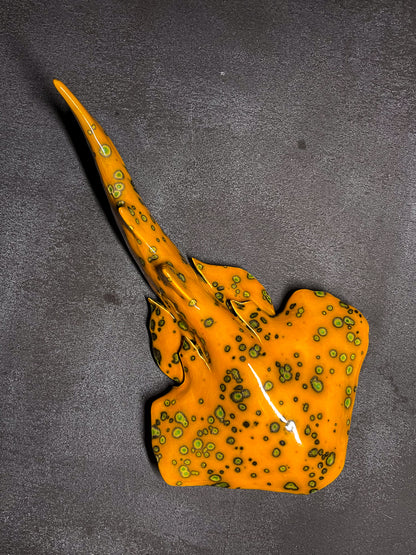 Squatina Papaya Glow